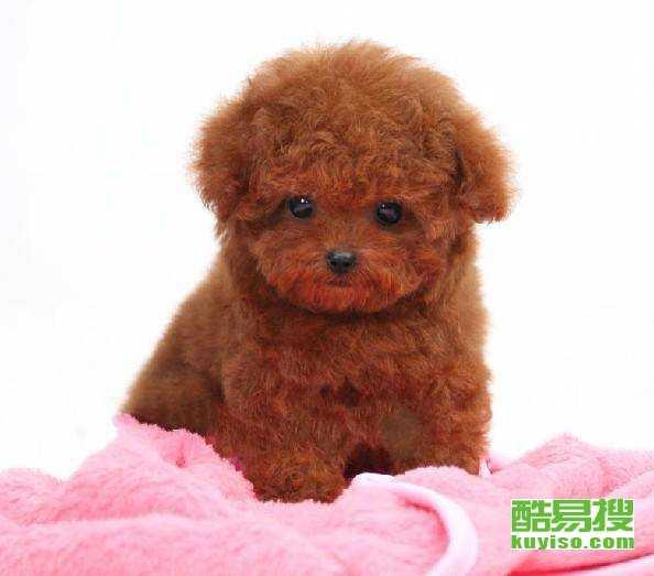 天门泰迪爆料视频大全集,揭秘幕后真相 第2张 天门泰迪爆料视频大全集,揭秘幕后真相 第2张