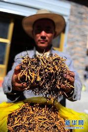 虫草新闻爆料,揭秘虫草市场乱象与真相 第1张 虫草新闻爆料,揭秘虫草市场乱象与真相 第1张